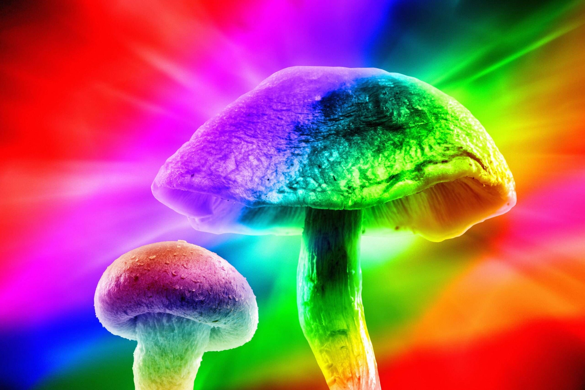 Proposition 122: Colorado Decriminalizes Natural Psychedelics for Mental Health Benefits